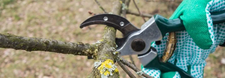 Ast wird mit Gartenschere geschnitten